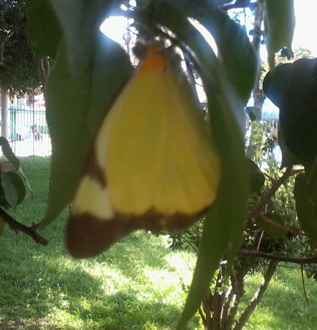 flou, folha, ptala, borboleta cai desajeitada pra cima